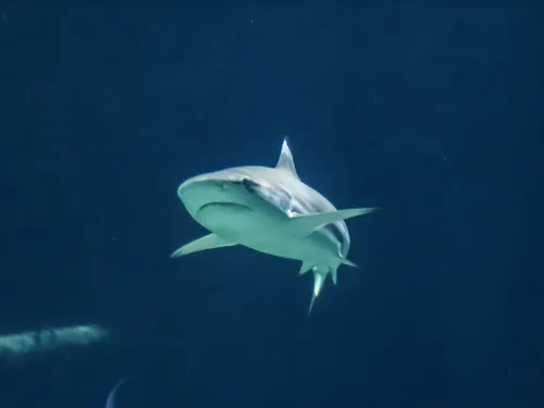 Des requins venimeux découverts dans un fleuve !